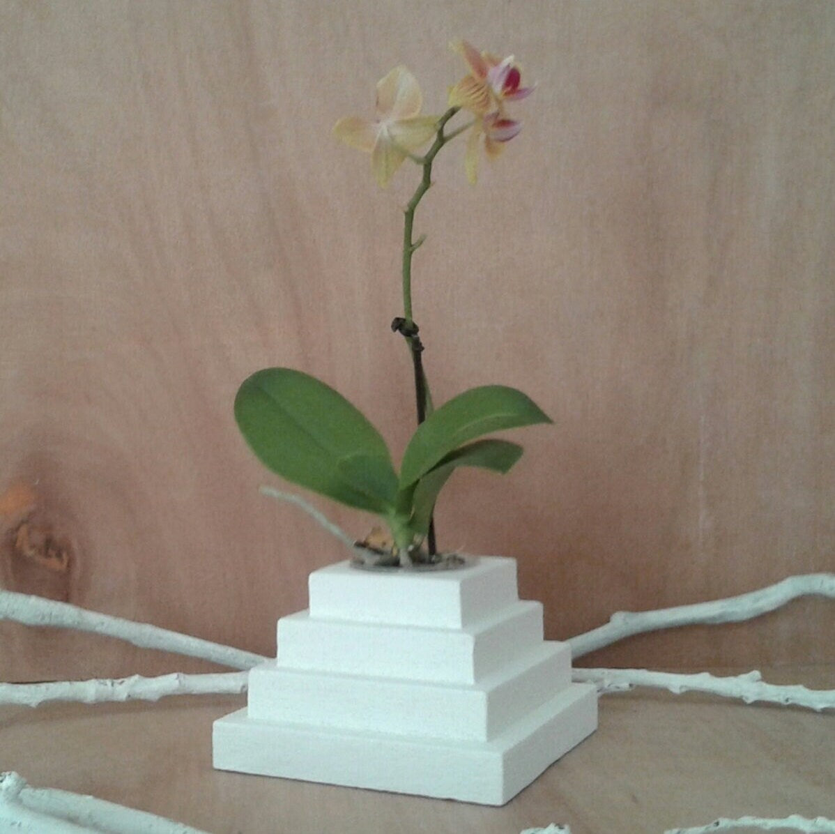 The Antwerp Planter