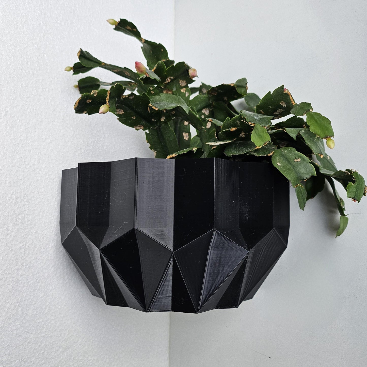 The Papua Corner Wall Planter