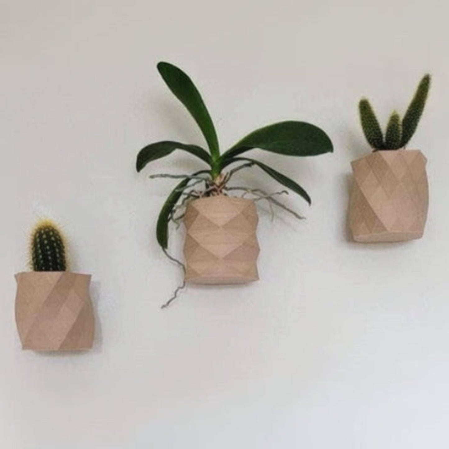 Three plants in geometric paper pots on a white wall