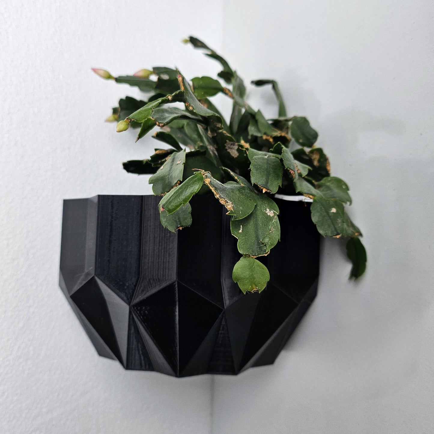 Geometric black wall planter with a green plant against a white background
