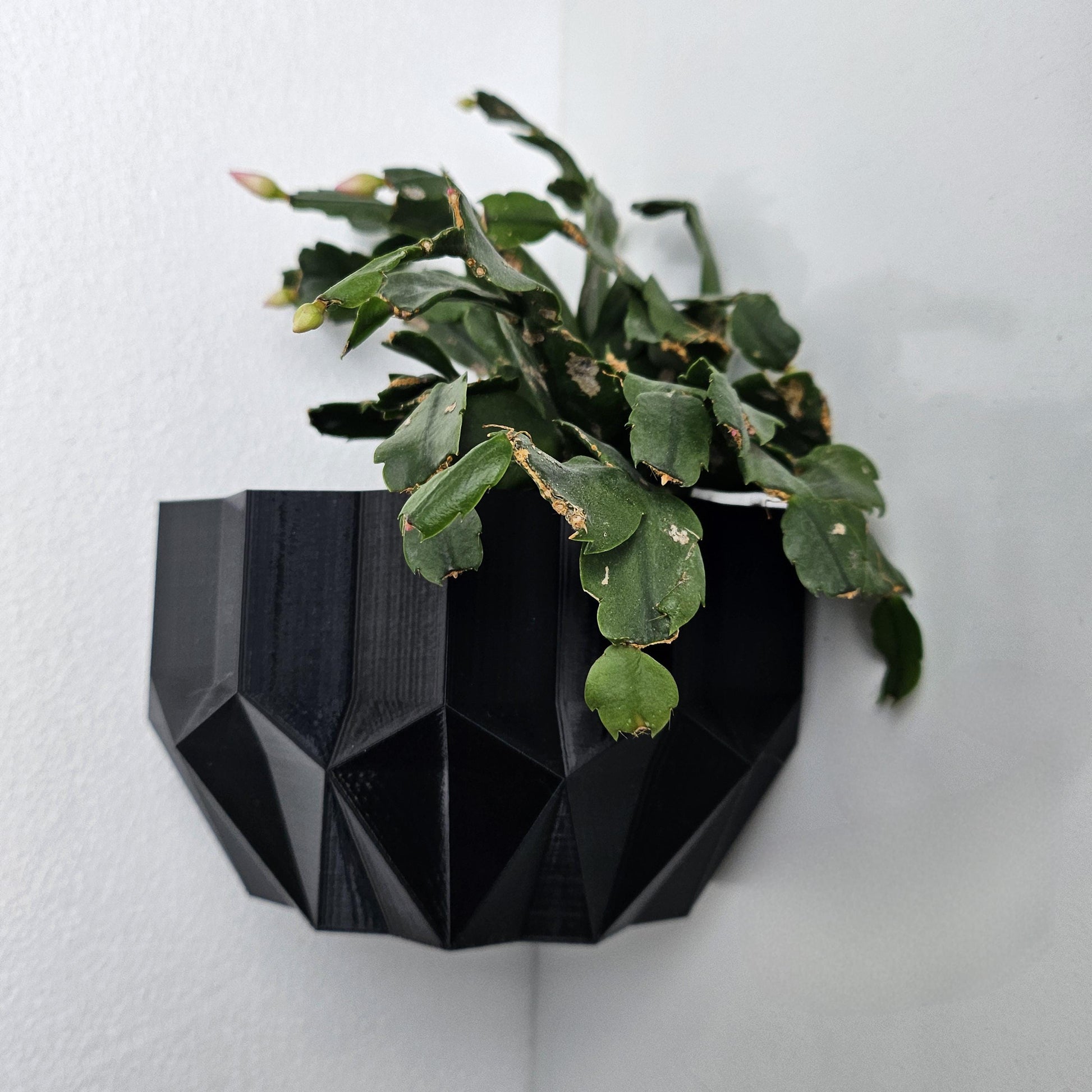 Geometric black wall planter with a green plant against a white background