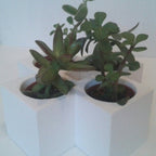 Francis Indoor Planters