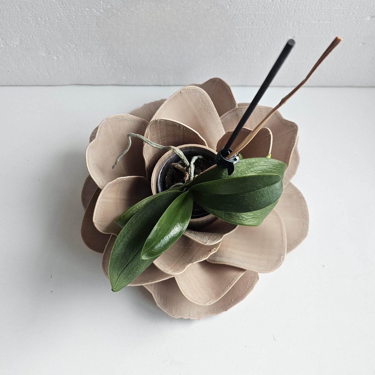 Camelia Indoor Planter