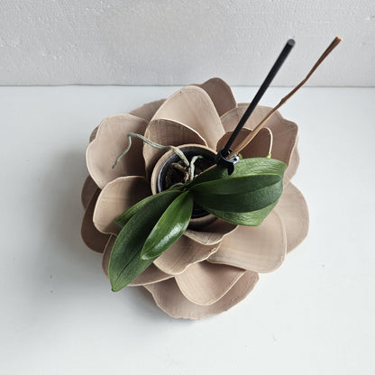 Camelia Indoor Planter