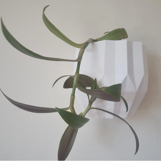 Green plant against a white wall
