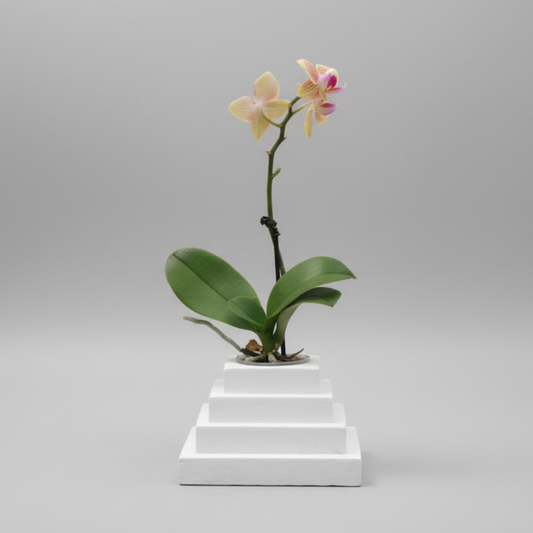 The Antwerp Planter